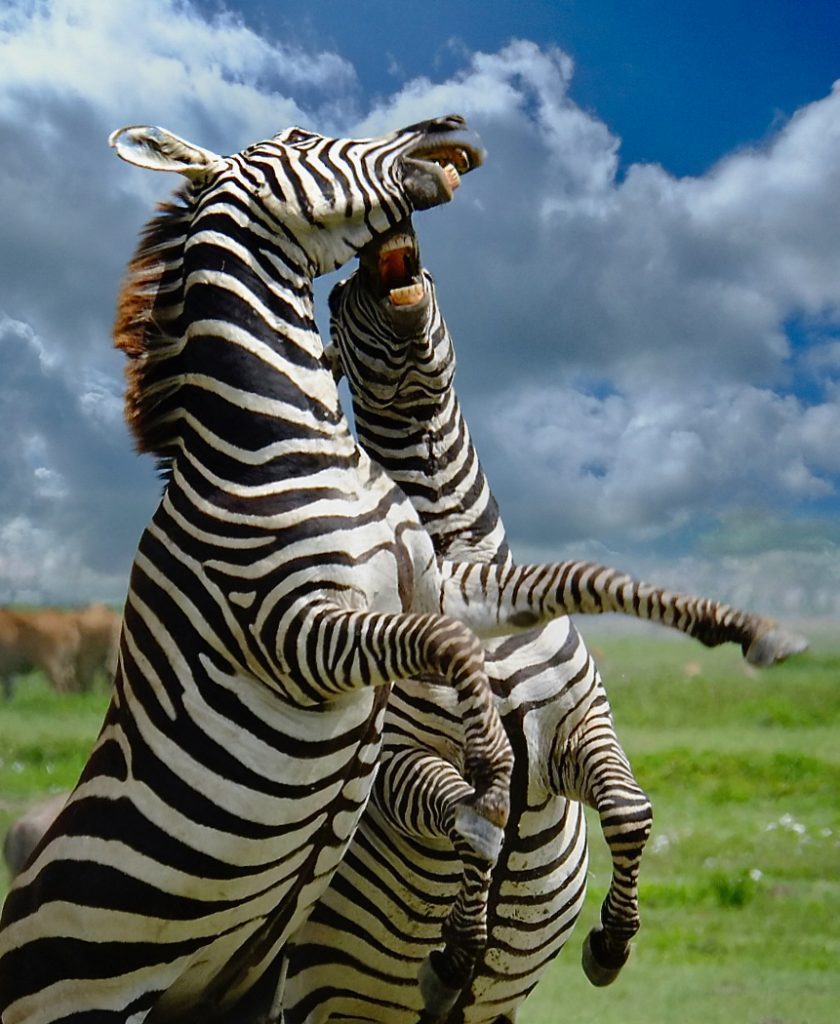 Earning Their Stripes - Richard Krieger